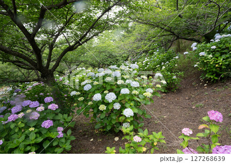 日本の岡山県倉敷市の種松山公園の美しい梅雨の風景 127268639