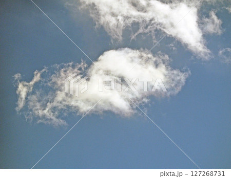 イラスト作品の元写真 背泳ぎしているにゃんこ イラスト作品の元写真 背泳ぎしているにゃんこ 127268731