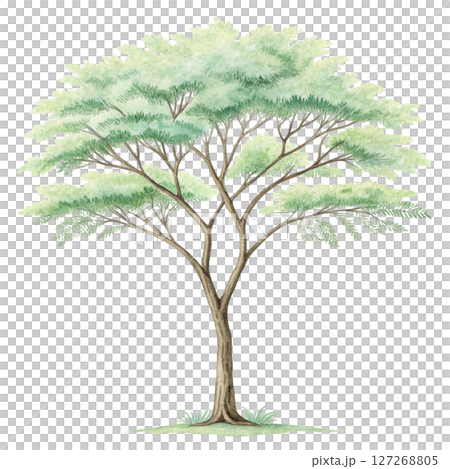 Plant Green Tree Botanical Landscape Minimal Watercolor white background 127268805