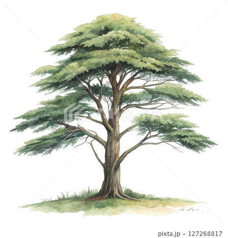 Plant Green Tree Botanical Landscape Minimal Watercolor white background 127268817