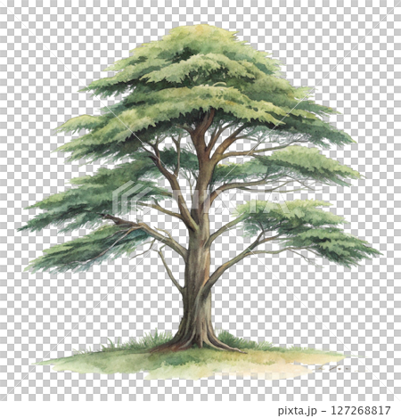 Plant Green Tree Botanical Landscape Minimal Watercolor white background 127268817