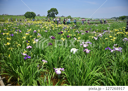 東京都江戸川区　晴天の小岩菖蒲園　　2025年6月 127268917