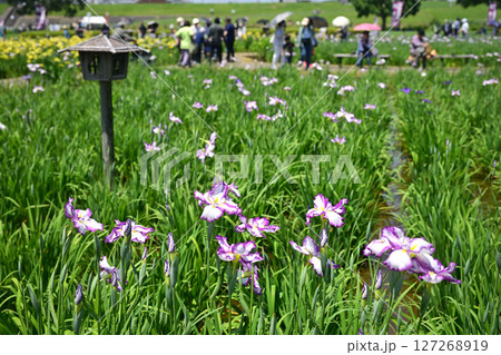 東京都江戸川区 晴天の小岩菖蒲園 2025年6月 東京都江戸川区 晴天の小岩菖蒲園 2025年6月 127268919