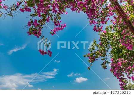 青空とサルスベリの木 青空とサルスベリの木 127269219