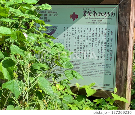 鎌倉散策　常栄寺、通称「ぼたもち寺」の説明看板 127269230