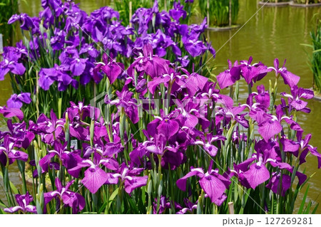 太宰府天満宮　菖蒲池　花菖蒲 127269281
