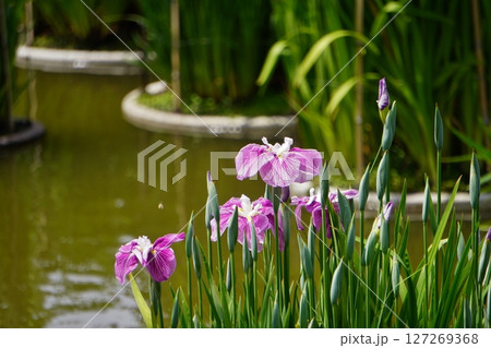 太宰府天満宮 菖蒲池 花菖蒲 太宰府天満宮 菖蒲池 花菖蒲 127269368