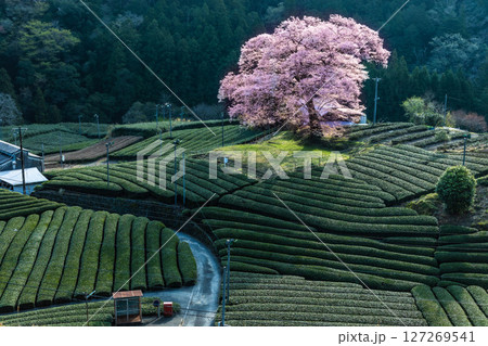 牛代のみずめ桜 127269541