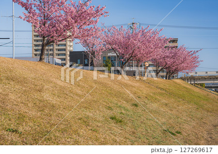 磐田市の今之浦公園の河津桜の風景(静岡県) 磐田市の今之浦公園の河津桜の風景(静岡県) 127269617