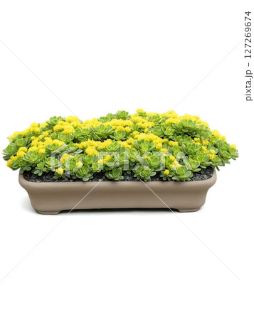 Korean Sedum (Sedum sarmentosum) A succulent ground cover plant with fleshy, green leaves and bright yellow flowers that bloom Korean Sedum (Sedum sarmentosum) A succulent ground cover plant with fleshy, green leaves and bright yellow flowers that bloom 127269674