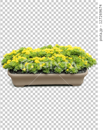 Korean Sedum (Sedum sarmentosum) A succulent ground cover plant with fleshy, green leaves and bright yellow flowers that bloom Korean Sedum (Sedum sarmentosum) A succulent ground cover plant with fleshy, green leaves and bright yellow flowers that bloom 127269674