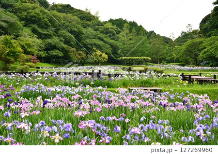 はままつフラワーパークの花菖蒲園 127269960