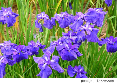 青い花菖蒲 青い花菖蒲 127269966