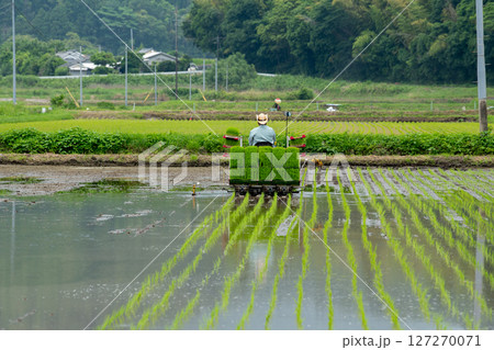 田植えの風景 米づくり 田植えの風景 米づくり 127270071