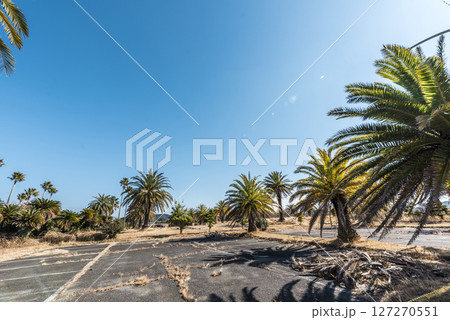 ヤシの木が並ぶ風景 127270551