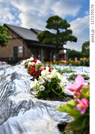 公園の花壇に植えられたベゴニア 127270579