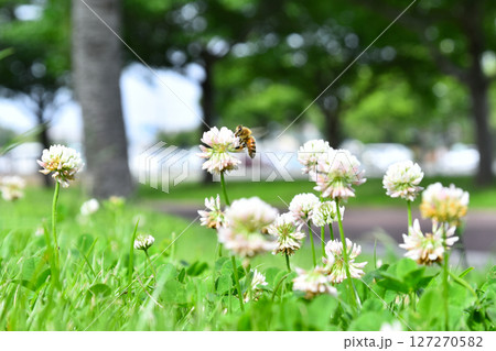 野原で蜜を集めるミツバチ 127270582
