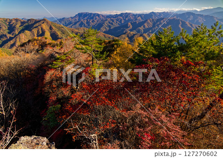 秋色の西上州・シラケ山から見る紅葉の山並みと武甲山・両神山の眺め 127270602