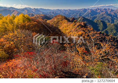 西上州・シラケ山から見る紅葉の烏帽子岳への稜線と浅間山・荒船山の眺め 127270604