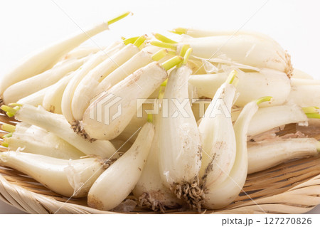 ［鹿児島県産］土らっきょう 127270826
