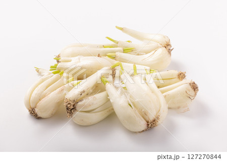 ［鹿児島県産］土らっきょう 127270844