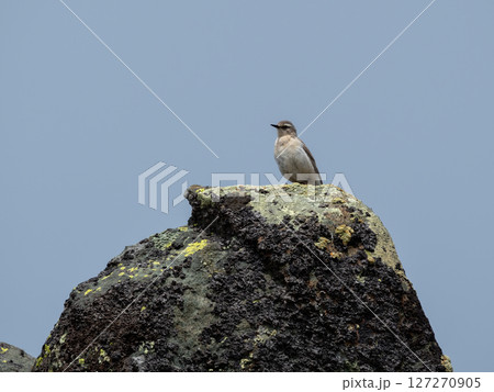 isabelline wheatear Oenanthe isabellina sits on a rock 127270905