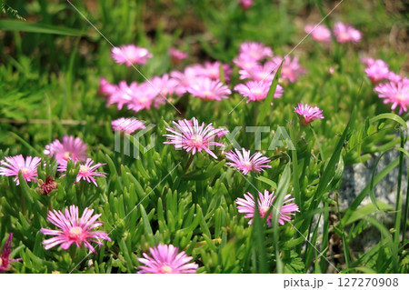 マツバギクのピンクの花 127270908
