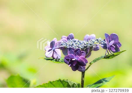 梅雨空に色彩鮮やかに咲き誇るアジサイの花 127270939