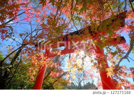 秋の宇治上神社前参道 秋の宇治上神社前参道 127271188