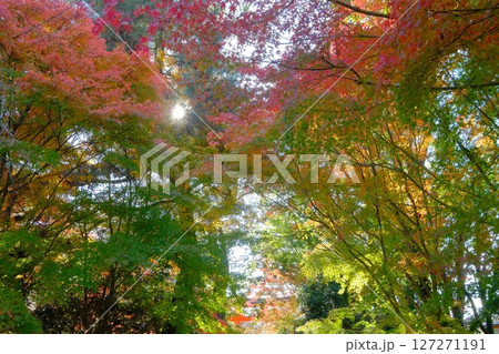 秋の宇治上神社前参道 秋の宇治上神社前参道 127271191