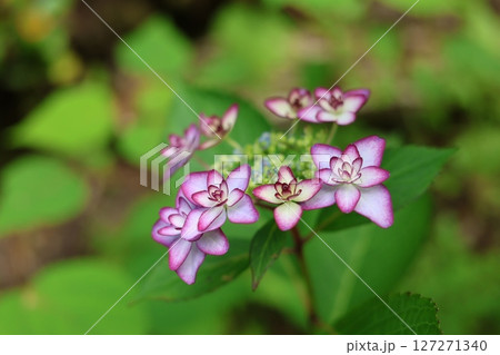 紫陽花 紫陽花 127271340