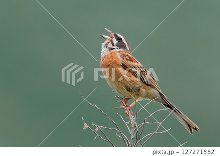枝に留まってさえずるホオジロの雄 127271582