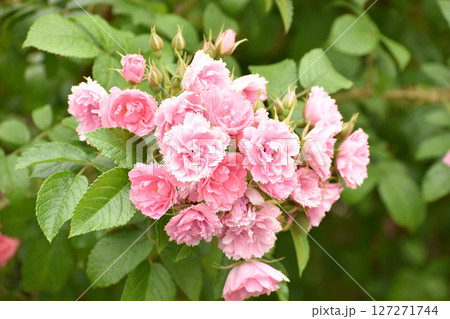 花束みたいに咲いたピンクの春のバラ 127271744