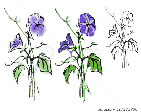 墨で描いた朝顔のイラスト～植物5 127271766