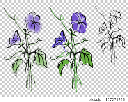 墨で描いた朝顔のイラスト～植物5 127271766