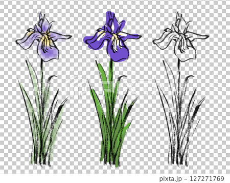 鳶尾花墨水插圖 - 植物 7 127271769