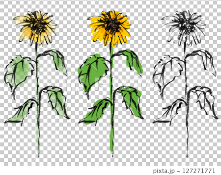 Sunflower illustration drawn with ink - Plant 6 127271771