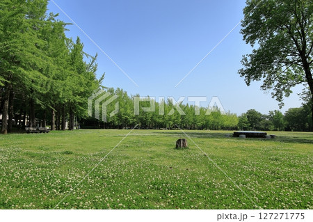 つくば市の科学万博記念公園の芝生広場 つくば市の科学万博記念公園の芝生広場 127271775