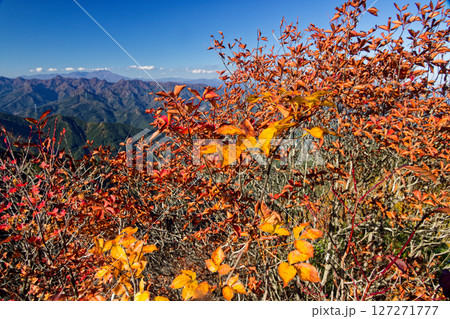 西上州・天狗岩の紅葉と浅間山の眺め 127271777