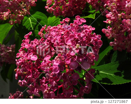 梅雨の壇の花、雨の朝：あじさい：花壇の花 127271867
