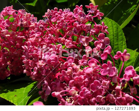 梅雨の壇の花、雨の朝:あじさい:花壇の花 梅雨の壇の花、雨の朝:あじさい:花壇の花 127271893