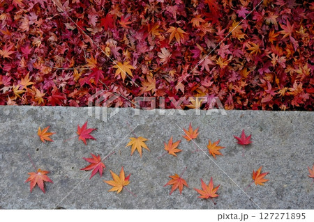 風に吹かれた散紅葉 風に吹かれた散紅葉 127271895