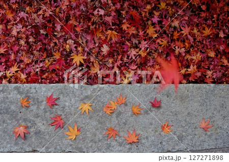 風に吹かれた散紅葉 風に吹かれた散紅葉 127271898
