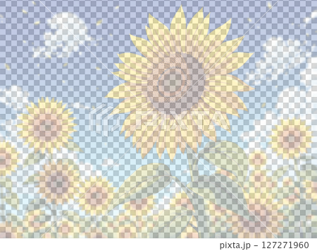 Sunflower and blue sky 127271960