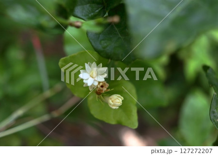 Close up top view a Thai jasmine blooming. Close up top view a Thai jasmine blooming. 127272207