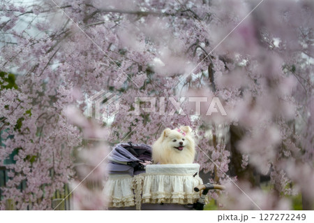 枝垂れ桜とポメラニアン 127272249