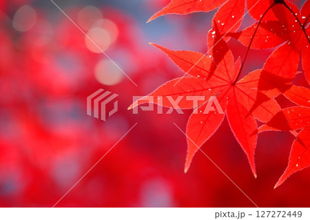 深紅の色付き葉の背景素材 127272449