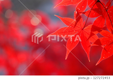 深紅の色付き葉の背景素材 127272453