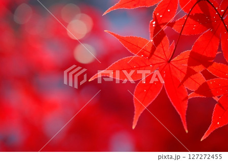 深紅の色付き葉の背景素材 127272455