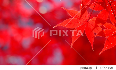 深紅の色付き葉の背景素材 127272456